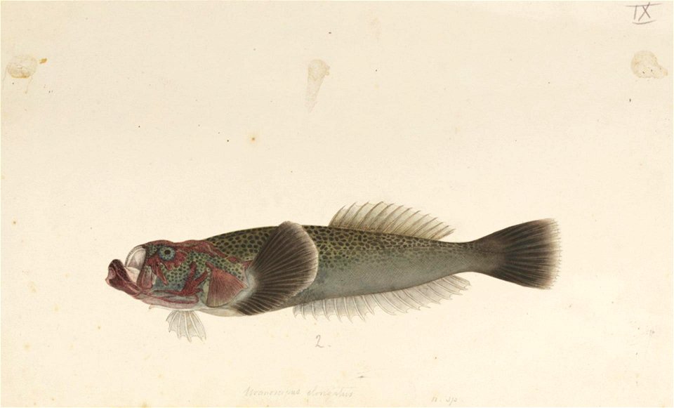Naturalis Biodiversity Center - RMNH.ART.119 - Gnathagnus elongatus Temminck and Schlegel - Kawahara Keiga - 1823 - 1829 - Siebold Collection - pencil drawing - water colour