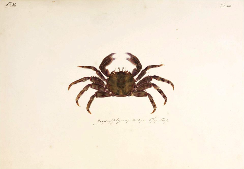 Naturalis Biodiversity Center - RMNH.ART.21 - Plagusia dentipes - Kawahara Keiga - 1823 - 1829 - Siebold Collection - pencil drawing - water colour