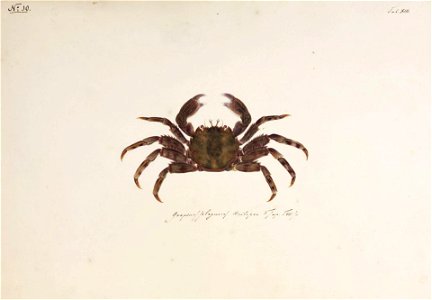 Naturalis Biodiversity Center - RMNH.ART.21 - Plagusia dentipes - Kawahara Keiga - 1823 - 1829 - Siebold Collection - pencil drawing - water colour