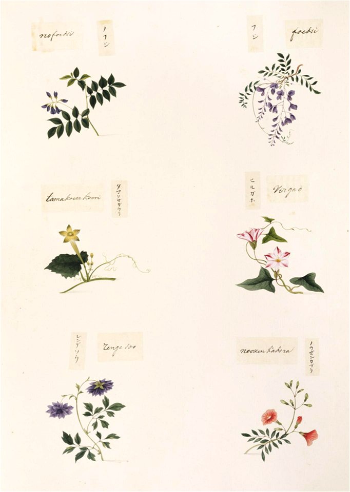 Naturalis Biodiversity Center - RMNH.ART.339-Campsis grandiflora-Calystegia japonica-Astragalus sinicus-Wisteria brachybotrys-Wisteria sp.-indet-Kawahara Keiga-1823-1829-Siebold Collection-pencil drawing-water colour