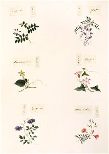 Naturalis Biodiversity Center - RMNH.ART.339-Campsis grandiflora-Calystegia japonica-Astragalus sinicus-Wisteria brachybotrys-Wisteria sp.-indet-Kawahara Keiga-1823-1829-Siebold Collection-pencil drawing-water colour