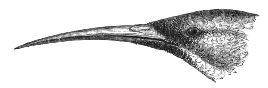 Natural History, Birds - Nectarinia