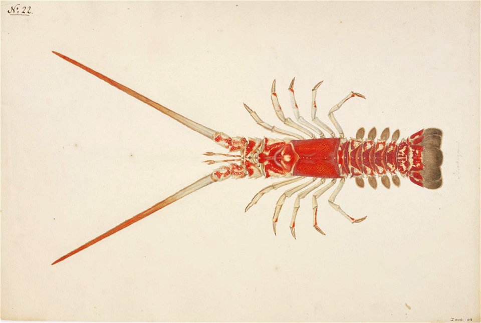 Naturalis Biodiversity Center - RMNH.ART.66 - Linuparus trigonus - Kawahara Keiga - 1823 - 1829 - Siebold Collection - pencil drawing - water colour