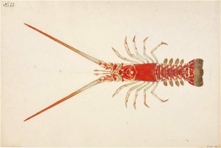 Naturalis Biodiversity Center - RMNH.ART.66 - Linuparus trigonus - Kawahara Keiga - 1823 - 1829 - Siebold Collection - pencil drawing - water colour