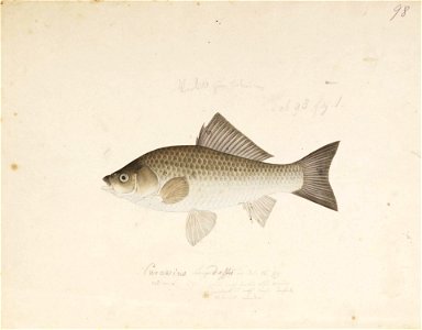 Naturalis Biodiversity Center - RMNH.ART.131 - Carassius auratus langsdorfii Temminck and Schlegel - Kawahara Keiga - 1823 - 1829 - Siebold Collection - pencil drawing - water colour