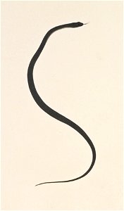 Naturalis Biodiversity Center - RMNH.ART.117 - Elaphe quadrivirgata - Kawahara Keiga - 1823 - 1829 - Siebold Collection - pencil drawing - water colour