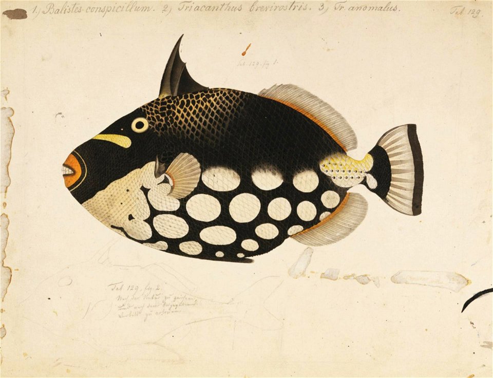 Naturalis Biodiversity Center - RMNH.ART.178 - Balistoides conspicillum Bloch and Schneider - Kawahara Keiga - 1823 - 1829 - Siebold Collection - pencil drawing - water colour