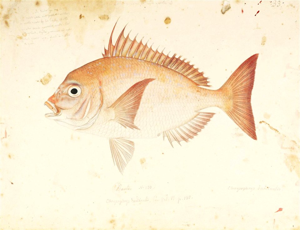 Naturalis Biodiversity Center - RMNH.ART.408 - Evynnis japonica Tanaka - Kawahara Keiga - 1823 - 1829 - Siebold Collection - pencil drawing - water colour