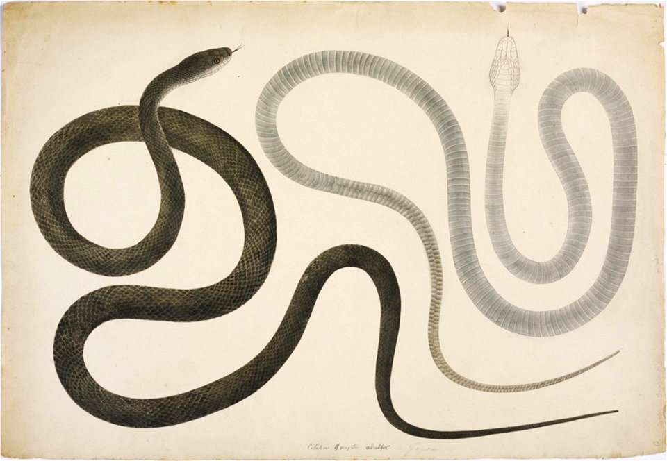 Naturalis Biodiversity Center - RMNH.ART.107 - Elaphe climacophora - Kawahara Keiga - 1823 - 1829 - Siebold Collection - pencil drawing - water colour