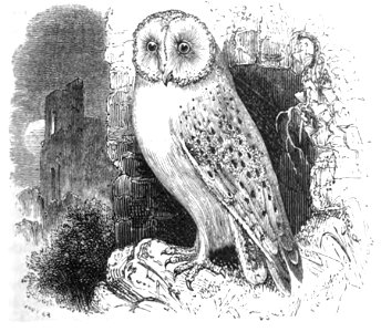 Natural History, Birds - Screech Owl