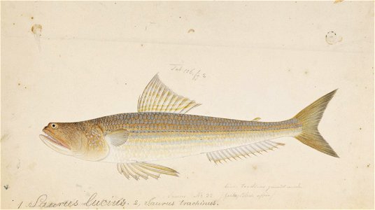 Naturalis Biodiversity Center - RMNH.ART.144 - Trachinocephalus myops (Bloch and Schneider) - Kawahara Keiga - 1823 - 1829 - Siebold Collection - pencil drawing - water colour