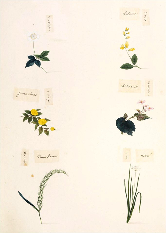 Naturalis Biodiversity Center - RMNH.ART.340 - Allium tuberosum - Begonia evansiana - Anemone nikoensis - Kerria japonica - Spartium junceum - indet - Kawahara Keiga - 1823 - 1829 - Siebold Collection - pencil drawing - water colour