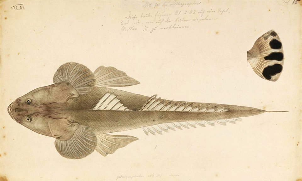 Naturalis Biodiversity Center - RMNH.ART.228 - Platycephalus indicus (Linnaeus) - Kawahara Keiga - 1823 - 1829 - Siebold Collection - pencil drawing - water colour