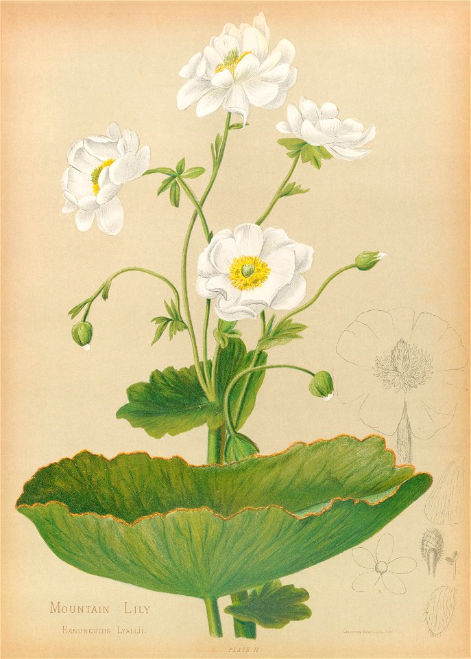 NativeflowersNe00Hetl 0061 Ranunculus lyallii