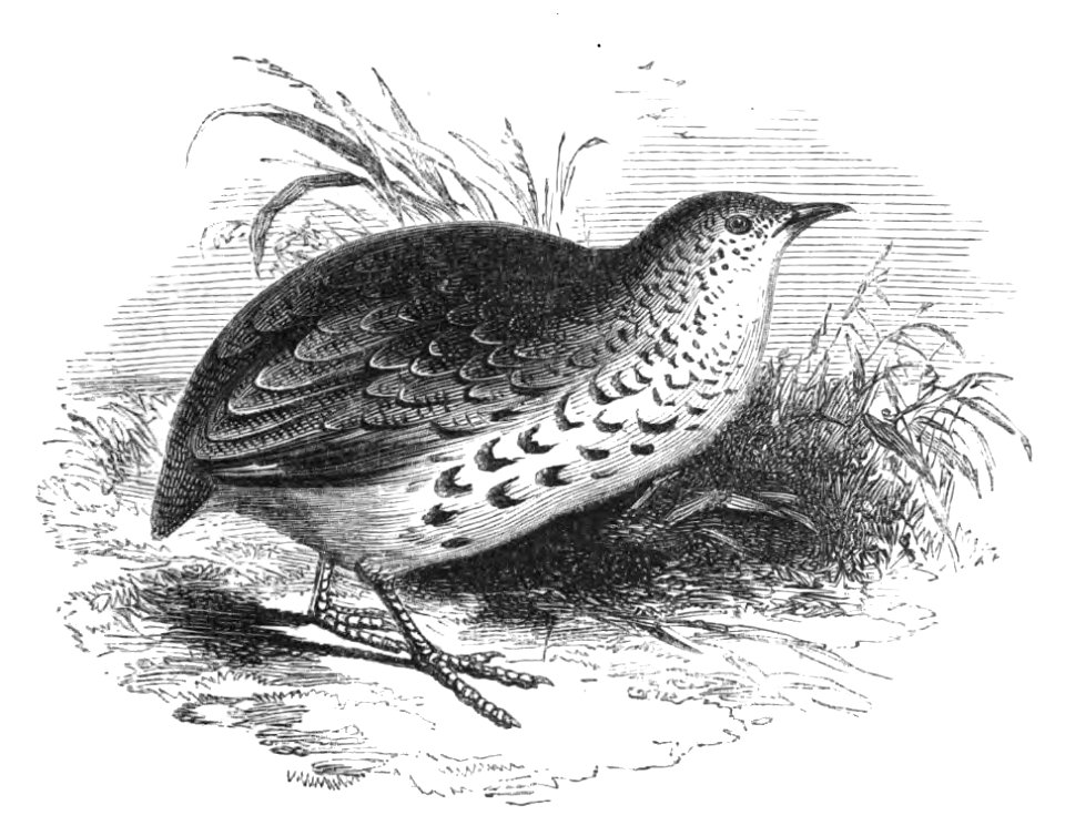 Natural History, Birds - Turnix