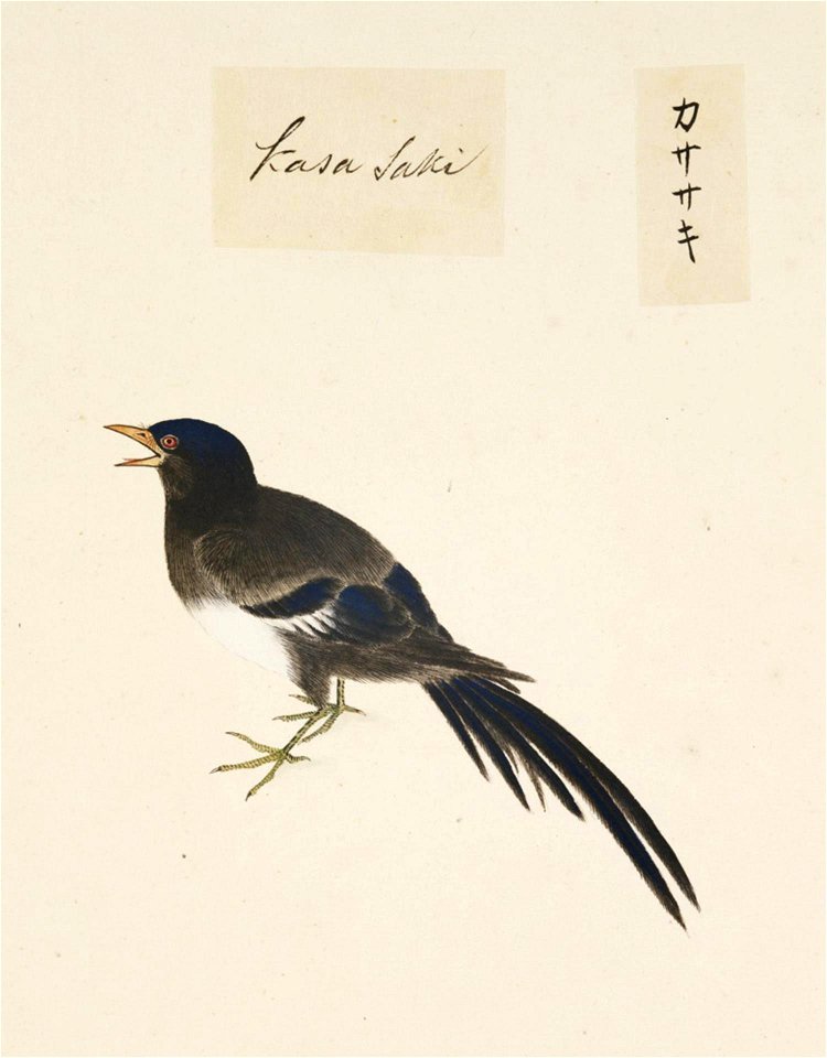 Naturalis Biodiversity Center - RMNH.ART.434 - Pica Pica - Kawahara Keiga - 1823 - 1829 - Siebold Collection - pencil drawing - water colour