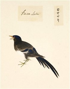 Naturalis Biodiversity Center - RMNH.ART.434 - Pica Pica - Kawahara Keiga - 1823 - 1829 - Siebold Collection - pencil drawing - water colour