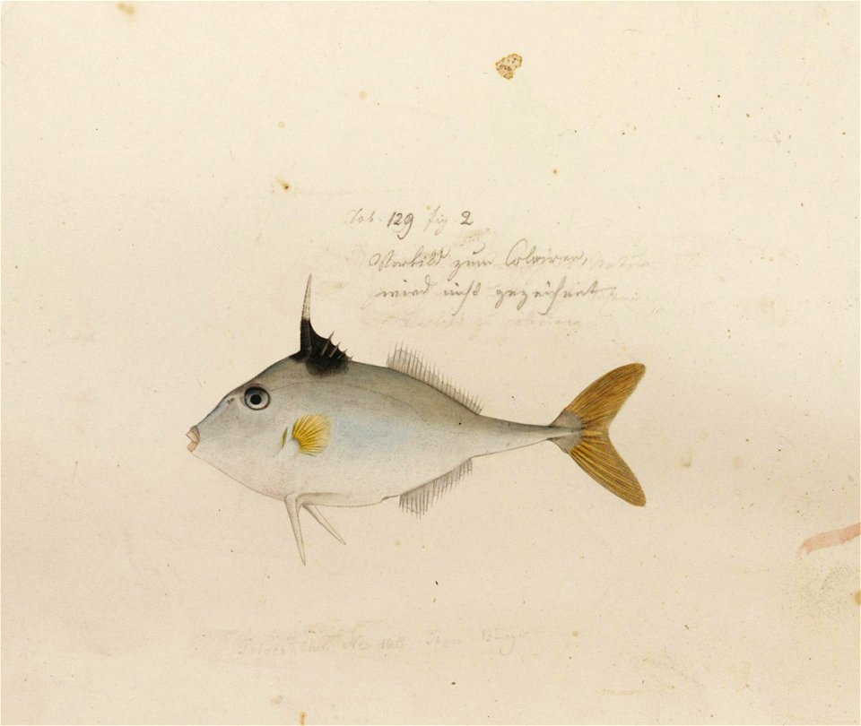 Naturalis Biodiversity Center - RMNH.ART.179 - Triacanthus brevirostris (Temminck and Schlegel) - Kawahara Keiga - 1823 - 1829 - Siebold Collection - pencil drawing - water colour