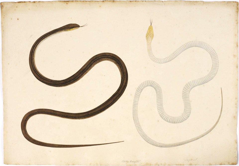 Naturalis Biodiversity Center - RMNH.ART.121 - Elaphe quadrivirgata - Kawahara Keiga - 1823 - 1829 - Siebold Collection - pencil drawing - water colour