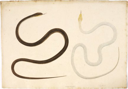 Naturalis Biodiversity Center - RMNH.ART.121 - Elaphe quadrivirgata - Kawahara Keiga - 1823 - 1829 - Siebold Collection - pencil drawing - water colour