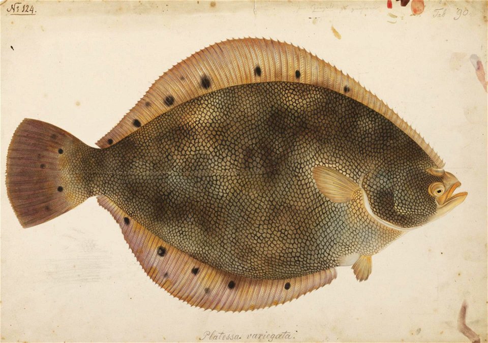 Naturalis Biodiversity Center - RMNH.ART.200 - Verasper variegatus (Temminck and Schlegel) - Kawahara Keiga - 1823 - 1829 - Siebold Collection - pencil drawing - water colour