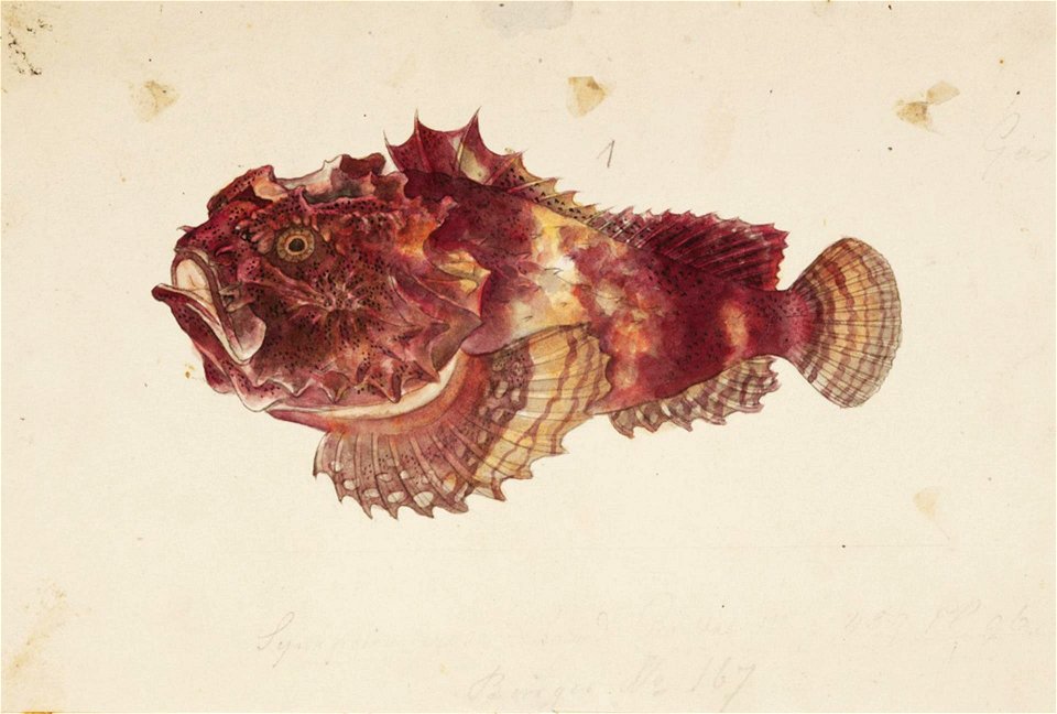 Naturalis Biodiversity Center - RMNH.ART.220 - Erosa erosa (Langsdorf) - Kawahara Keiga - 1823 - 1829 - Siebold Collection - pencil drawing - water colour
