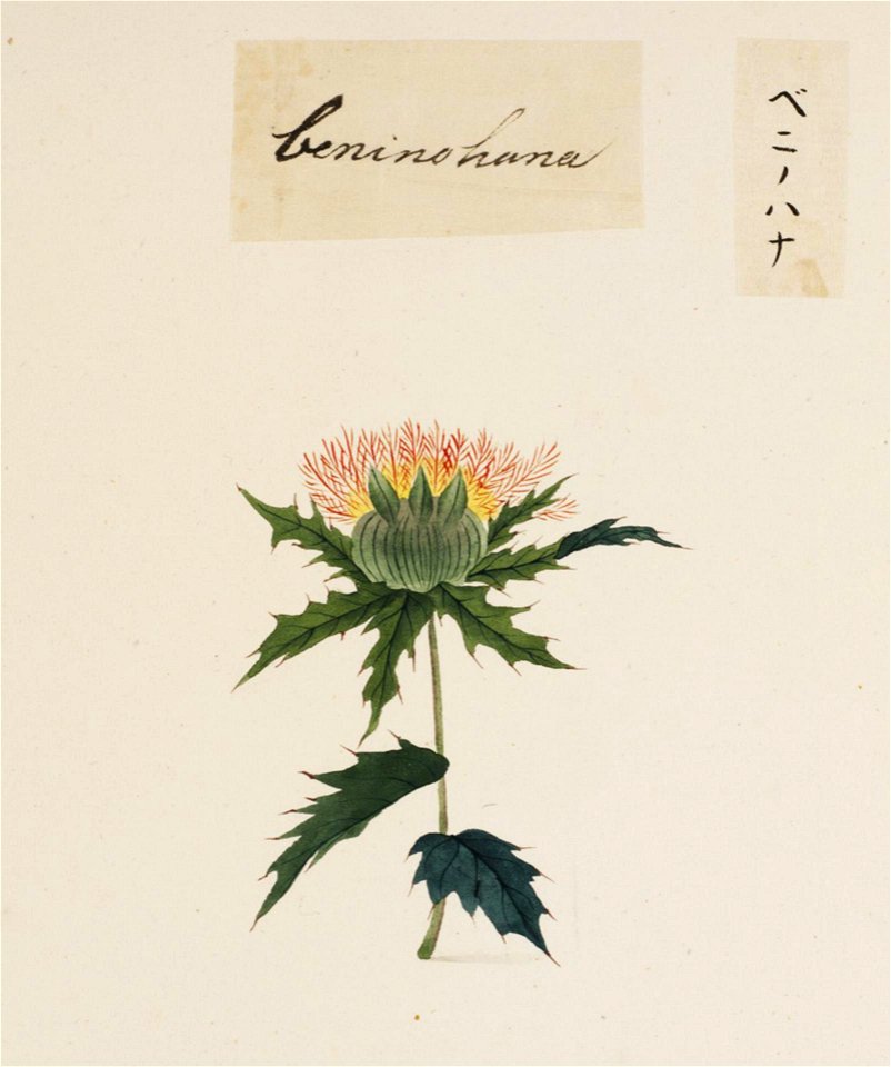 Naturalis Biodiversity Center - RMNH.ART.689 - Carthamus tinctorius - Kawahara Keiga - 1823 - 1829 - Siebold Collection - pencil drawing - water colour