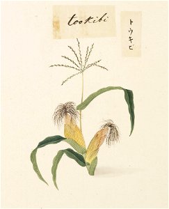 Naturalis Biodiversity Center - RMNH.ART.616 - Zea mays L. - Kawahara Keiga - 1823 - 1829 - Siebold Collection - pencil drawing - water colour