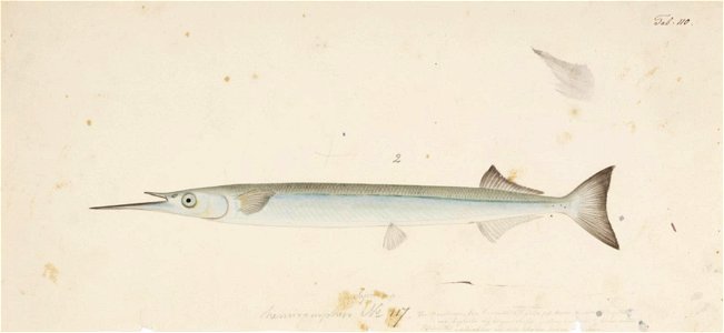 Naturalis Biodiversity Center - RMNH.ART.154 - Hyporhamphus sajori Temminck and Schlegel - Kawahara Keiga - 1823 - 1829 - Siebold Collection - pencil drawing - water colour