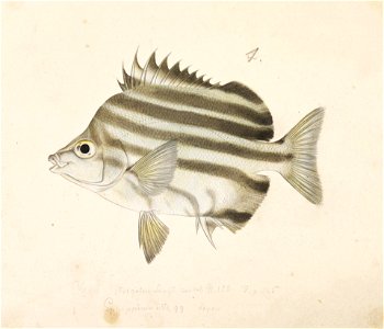 Naturalis Biodiversity Center - RMNH.ART.241 - Microcanthus strigatus (Cuvier) - Kawahara Keiga - 1823 - 1829 - Siebold Collection - pencil drawing - water colour