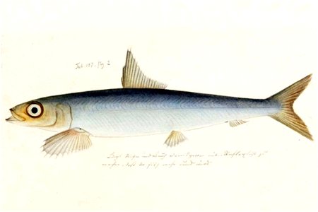 Naturalis Biodiversity Center - RMNH.ART.146 - Etrumeus teres De Kay - Kawahara Keiga - 1823 - 1829 - Siebold Collection - pencil drawing - water colour 1