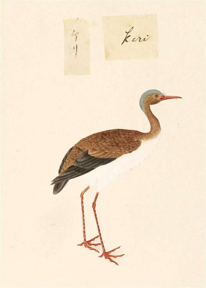 Naturalis Biodiversity Center - RMNH.ART.452 - Vanellus cinereus - Kawahara Keiga - 1823 - 1829 - Siebold Collection - pencil drawing - water colour