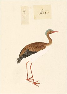 Naturalis Biodiversity Center - RMNH.ART.452 - Vanellus cinereus - Kawahara Keiga - 1823 - 1829 - Siebold Collection - pencil drawing - water colour