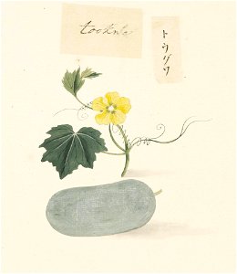 Naturalis Biodiversity Center - RMNH.ART.623 - Benincasa hispida - Kawahara Keiga - 1823 - 1829 - Siebold Collection - pencil drawing - water colour