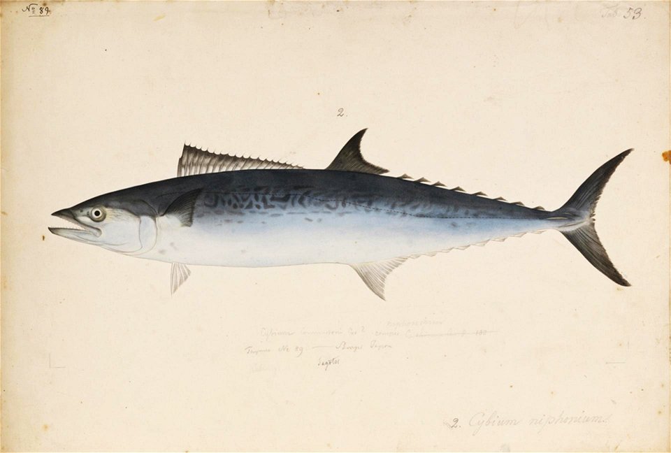 Naturalis Biodiversity Center - RMNH.ART.192 - Scomberomorus nichonius (Cuvier) - Kawahara Keiga - 1823 - 1829 - Siebold Collection - pencil drawing - water colour