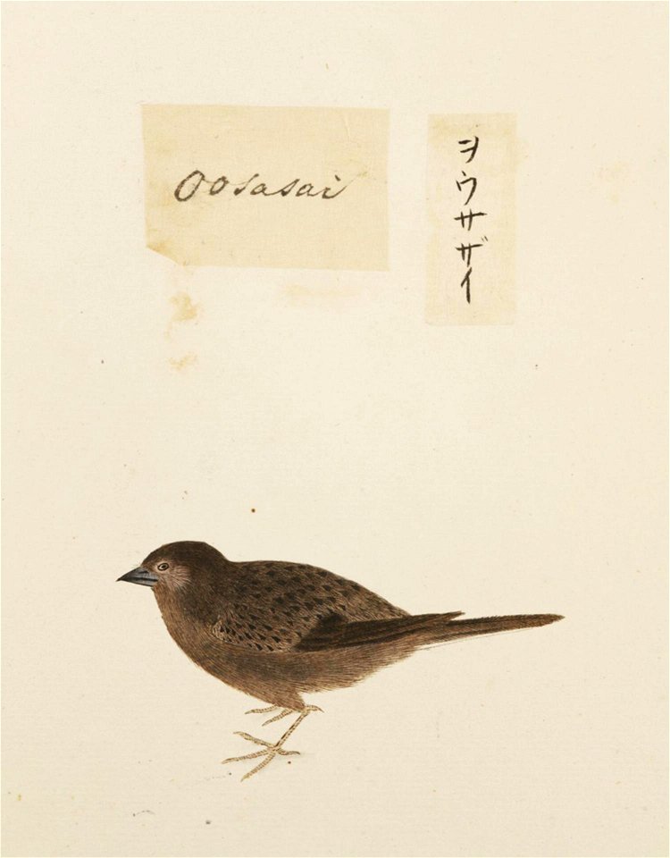Naturalis Biodiversity Center - RMNH.ART.381 - Prunella rubida - Kawahara Keiga - 1823 - 1829 - Siebold Collection - pencil drawing - water colour