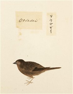 Naturalis Biodiversity Center - RMNH.ART.381 - Prunella rubida - Kawahara Keiga - 1823 - 1829 - Siebold Collection - pencil drawing - water colour
