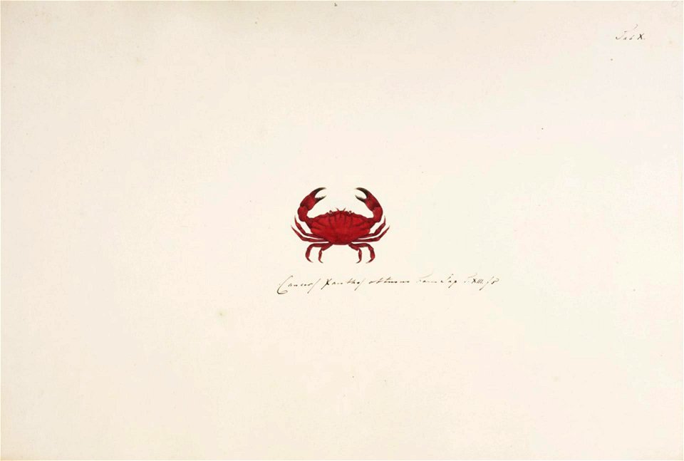 Naturalis Biodiversity Center - RMNH.ART.7 - Liomera venosa - Kawahara Keiga - 1823 - 1829 - Siebold Collection - pencil drawing - water colour