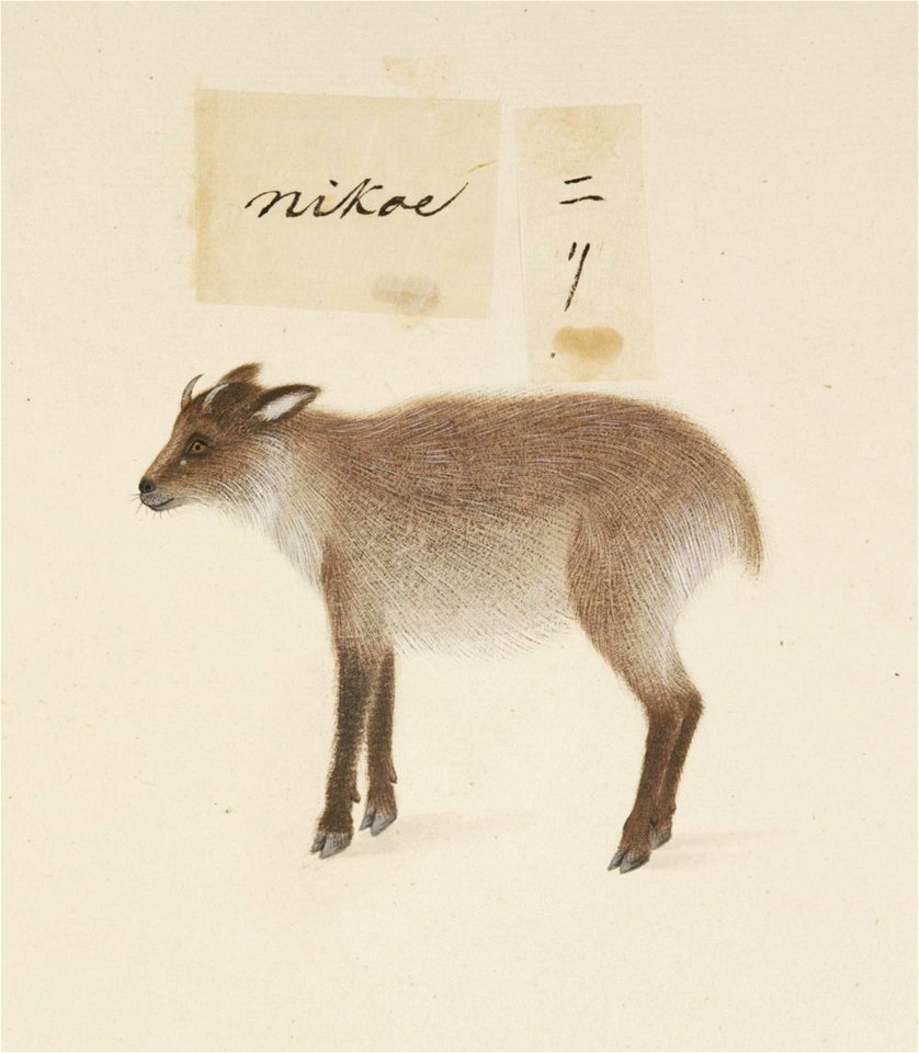 Naturalis Biodiversity Center - RMNH.ART.369 - Capricornis crispus - Kawahara Keiga - 1823 - 1829 - Siebold Collection - pencil drawing - water colour