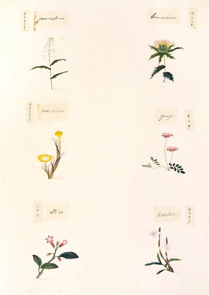 Naturalis Biodiversity Center - RMNH.ART.342 - Dendrobium moniliforme - Rehmannia glutinosa - Adonis amurensis - Carthamus tinctorius - Draba nemorosa - Kawahara Keiga - 1823 - 1829 - Siebold Collection - pencil drawing - water colour