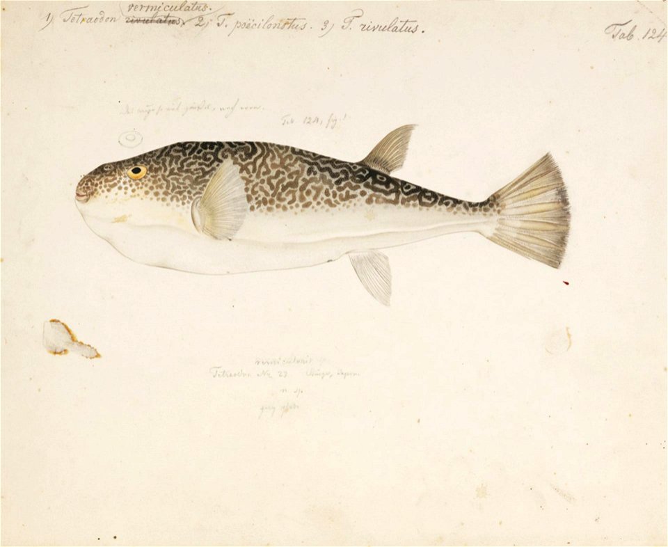 Naturalis Biodiversity Center - RMNH.ART.169 - Takifugu vermicularis (Temminck and Schlegel) - Kawahara Keiga - 1823 - 1829 - Siebold Collection - pencil drawing - water colour