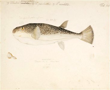 Naturalis Biodiversity Center - RMNH.ART.169 - Takifugu vermicularis (Temminck and Schlegel) - Kawahara Keiga - 1823 - 1829 - Siebold Collection - pencil drawing - water colour