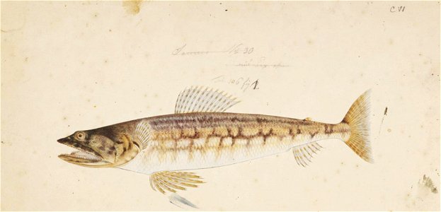 Naturalis Biodiversity Center - RMNH.ART.143 - Synodus variegatus (Lacépède) - Kawahara Keiga - 1823 - 1829 - Siebold Collection - pencil drawing - water colour