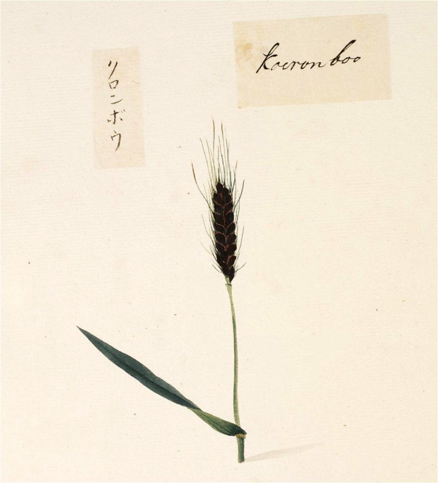 Naturalis Biodiversity Center - RMNH.ART.706 - Unidentified plant - Kawahara Keiga - 1823 - 1829 - Siebold Collection - pencil drawing - water colour