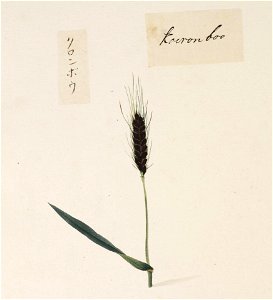 Naturalis Biodiversity Center - RMNH.ART.706 - Unidentified plant - Kawahara Keiga - 1823 - 1829 - Siebold Collection - pencil drawing - water colour