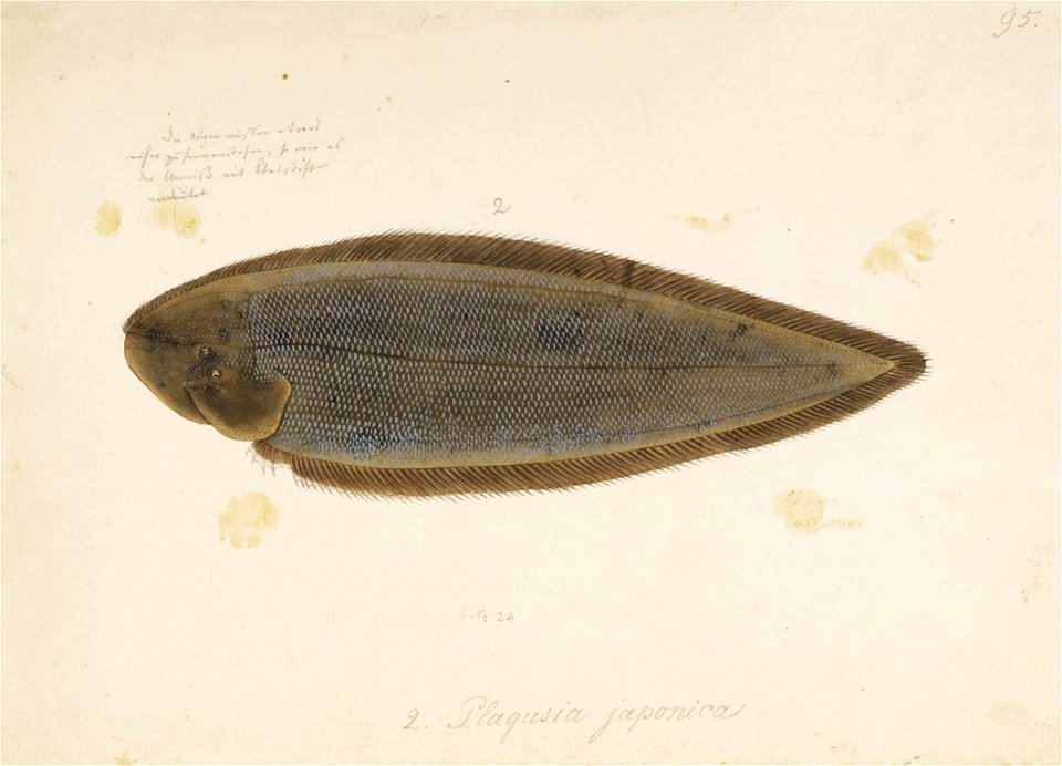 Naturalis Biodiversity Center - RMNH.ART.120 - Paraplagusia japonica (Temminck and Schlegel) - Kawahara Keiga - 1823 - 1829 - Siebold Collection - pencil drawing - water colour