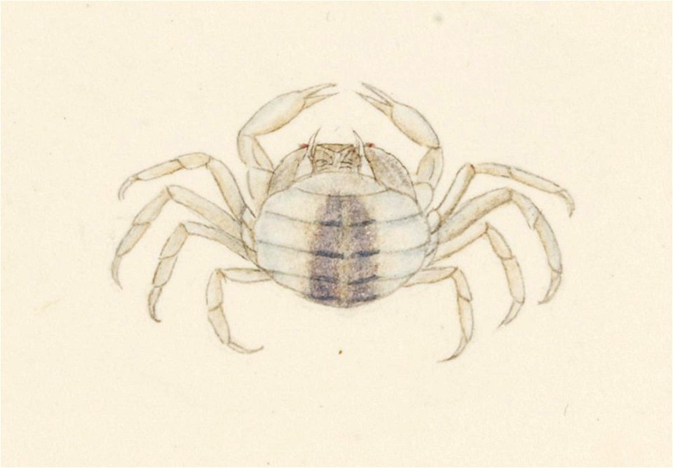 Naturalis Biodiversity Center - RMNH.ART.15 - Pinnotheres pholadis - Kawahara Keiga - 1823 - 1829 - Siebold Collection - pencil drawing - water colour