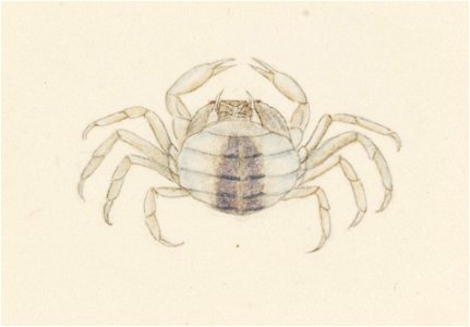 Naturalis Biodiversity Center - RMNH.ART.15 - Pinnotheres pholadis - Kawahara Keiga - 1823 - 1829 - Siebold Collection - pencil drawing - water colour