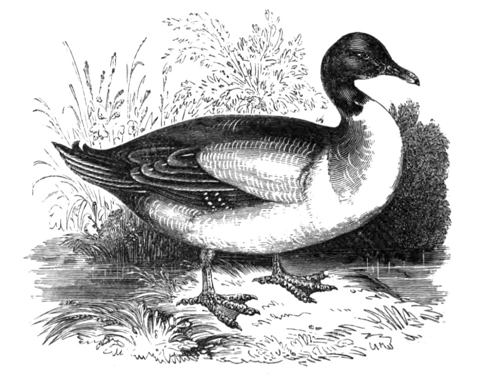 Natural History, Birds - Duck