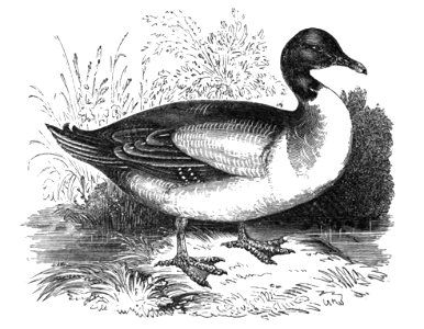 Natural History, Birds - Duck